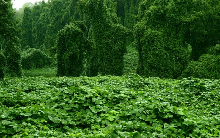 Kudzu